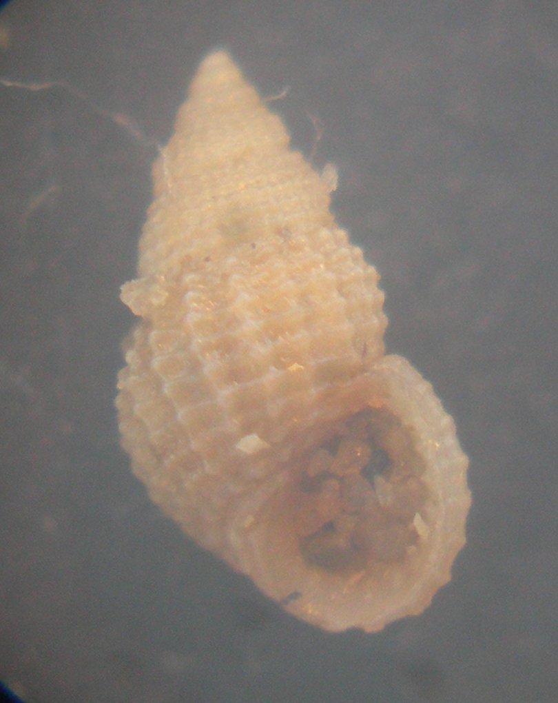 Alvania cimicoides?
